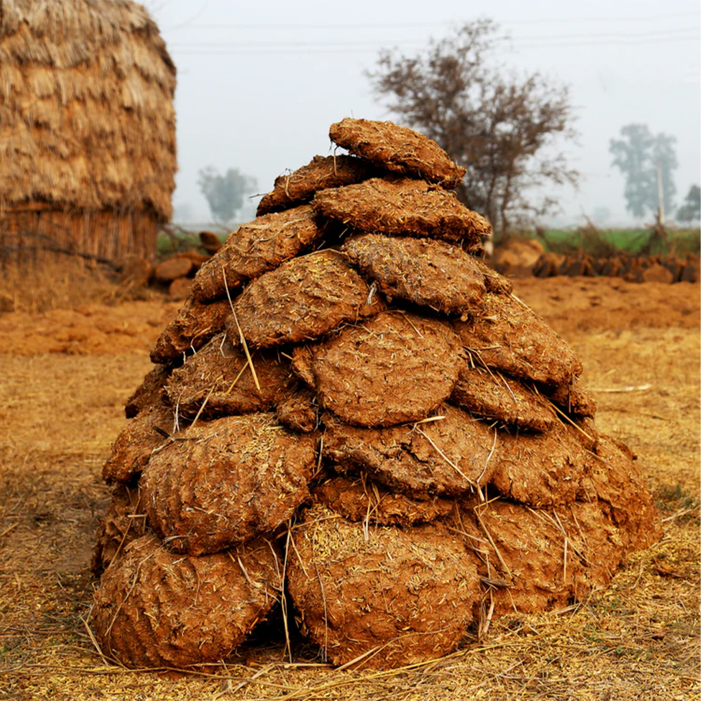 cow dung cake 1